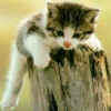 gatto sul tronco.jpg (12701 byte)